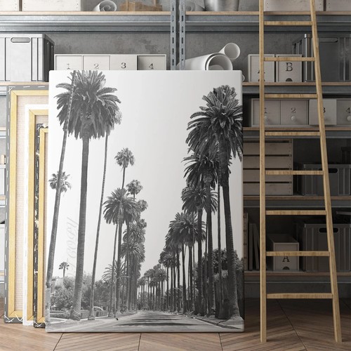 Los angeles palm tree street - angeles,