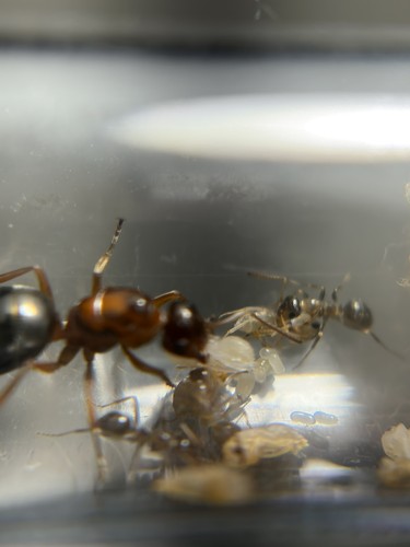 Formica neorufibarbis ant - neorufibarbis,