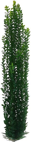 Green foliage for aquarium - green, or