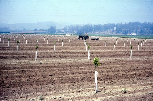 California agricultural - california,