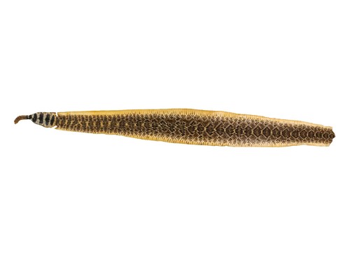 Real rattlesnake skin with - 51",