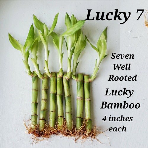 Lucky bamboo plants - 7,