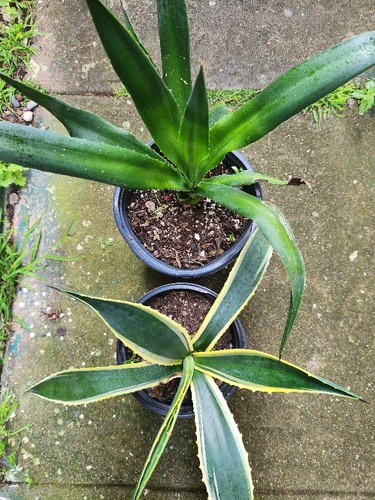 Pack blue agave americana - blue,
