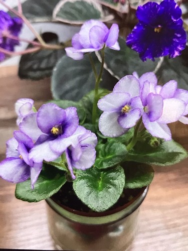 African violet plant first - plant, “first