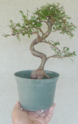 Chinese elm pre bonsai dwarf - chinese,