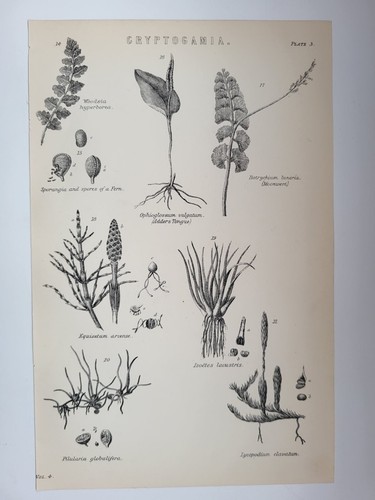 Antique print 1870 - 1870, cryptogamia