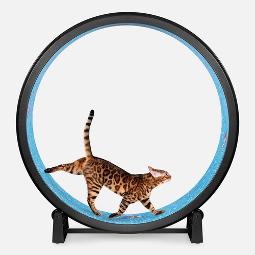 One fast cat - one,