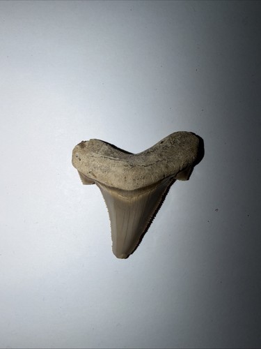 Large fossil shark - large, tooth