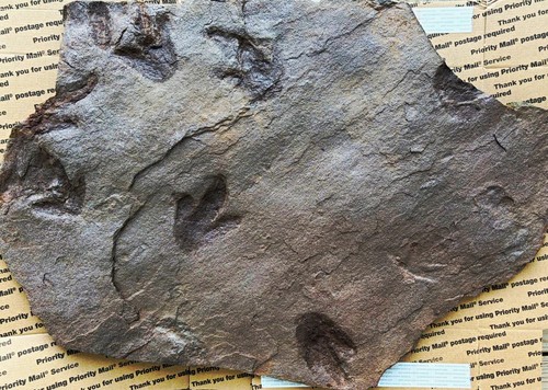 Incredible jurassic dinosaur - jurassic,