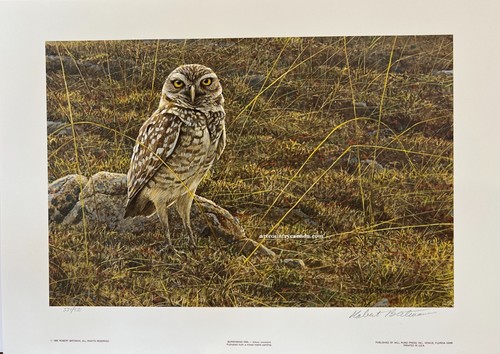 Robert bateman burrowing - robert,