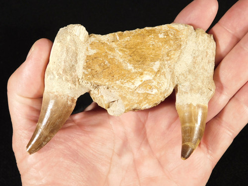 Cretaceous era mosasaurus - cretaceous,