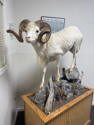 Mountain goat taxidermy - -, full