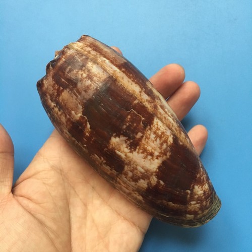 129 1mm conus - 129.1mm, |