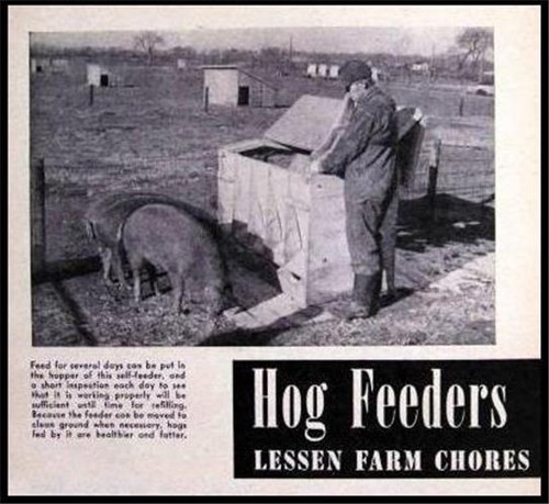 Automatic hog feeder - hog, howto
