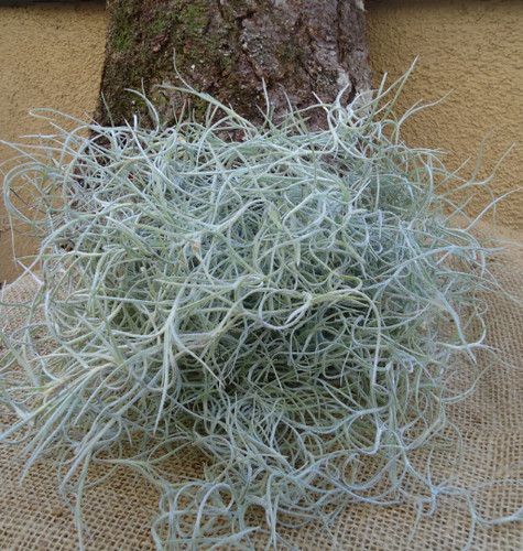 Tillandsia usneoides live - usneoides,