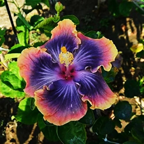 Madagascar hibiscus - 🌺🌺,