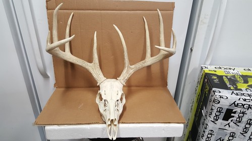 151 whitetail deer - 151, rack