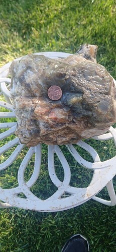 Rare natural petrified - rare,