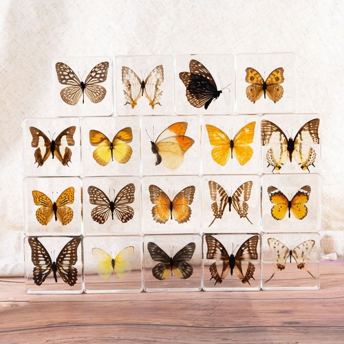 Pcs real butterfly - butterfly, in