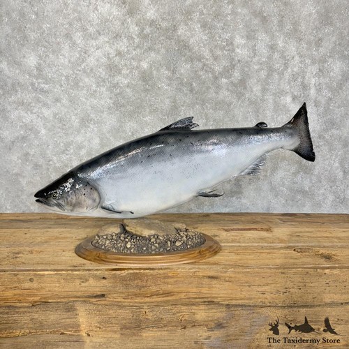 29831 5 coho - #29831, salmon