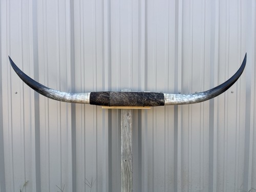 Mounted steer horns - horns, 5