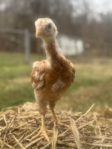 Giant chicks hatching - 5,