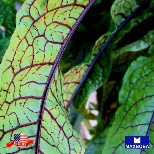 Sorrel herb seeds red veined - sorrel,