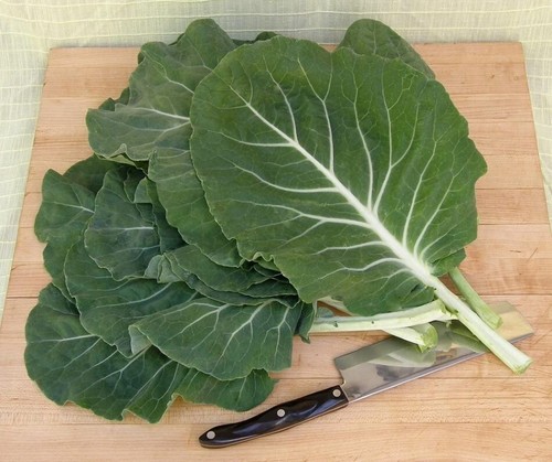 Beira cabbage sea kale - cabbage, or