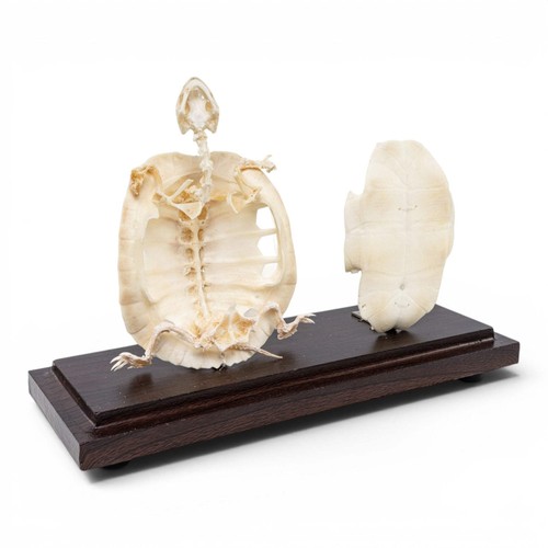 Real turtle skeleton without - skeleton,