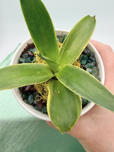 Agave desmettiana succulent - agave,