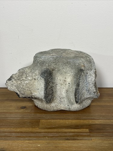 Prehistoric animal whale - prehistoric,