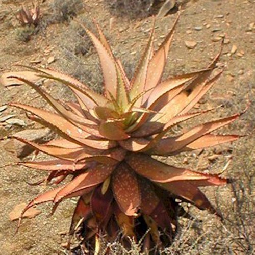 Aloe khamiesensis exotic