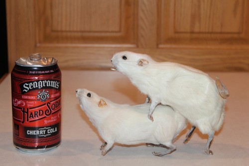 New taxidermy rats making love - new,