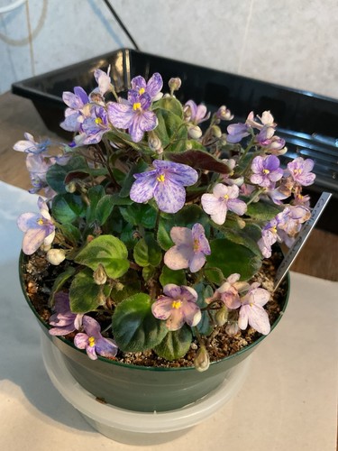 African violet carolina - african,