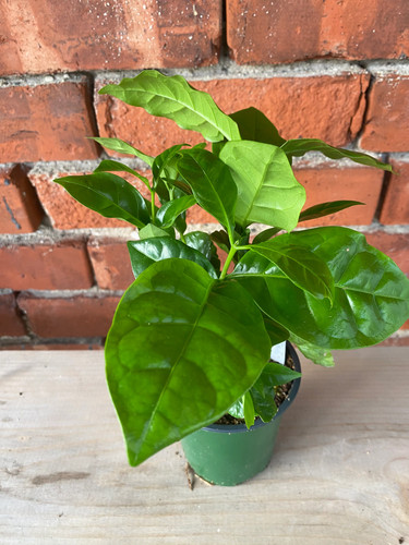 Coffea arabica coffee plant - coffea, plant'