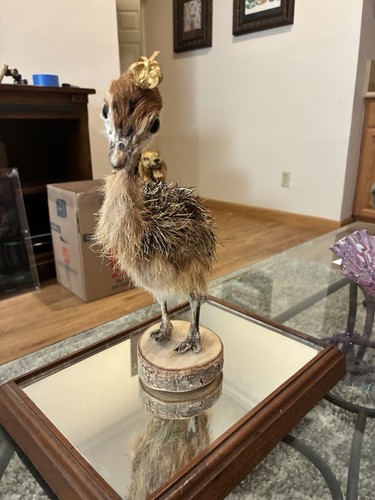 Baby ostrich taxidermy - taxidermy, oddity