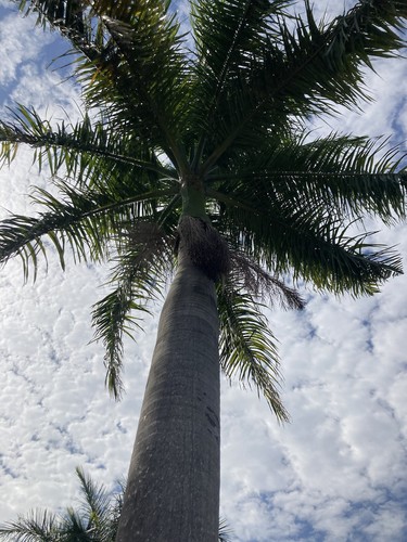 Royal cuban palm tree - palm, live