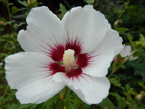 White hibiscus seeds - 25,