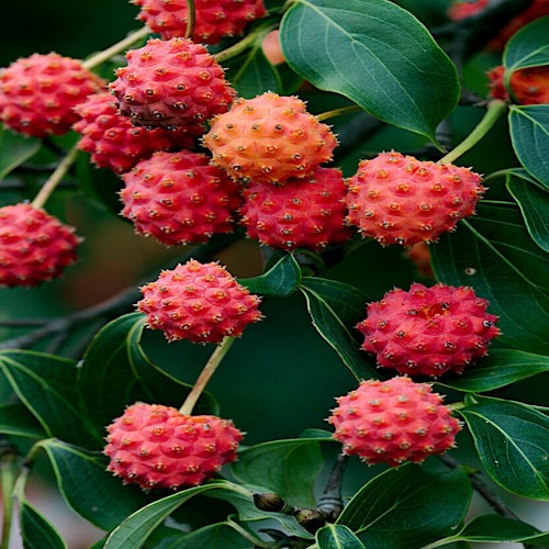 Kousa dogwood tree seeds - tree,