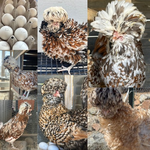 Chicken hatching eggs for sale - chicken,