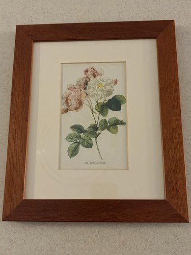 Framed botanical print - framed,