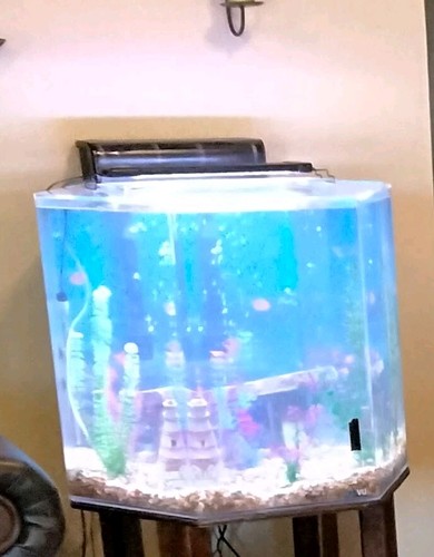 Gallon hexagon fish tank - gallon,