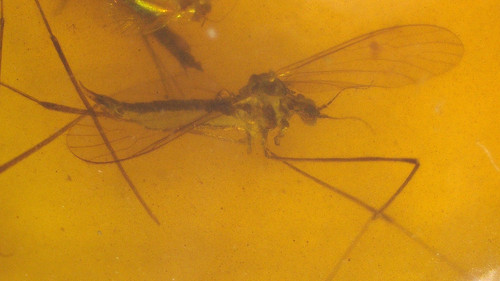 Large tipulid fly - fly, resembles