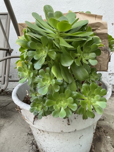 Lot huge lush green - huge,