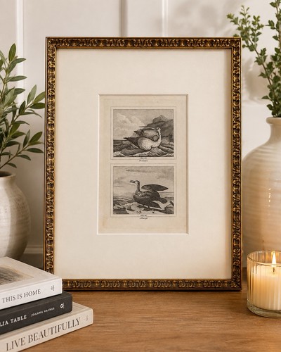 Framed bird print paper - print, on