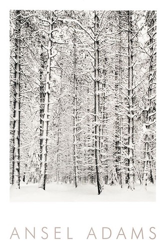 Ansel adams pine - ansel,