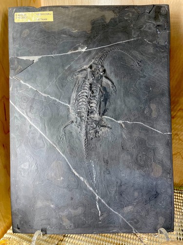 Keichousaurus wall display - keichousaurus,