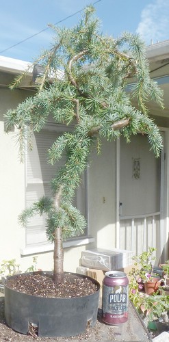 Weeping blue atlas cedar pre - weeping,