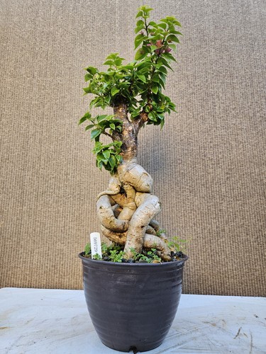 Old bougainvillea red bonsai - old,