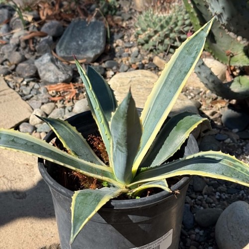 Agave americana variegated - 'americana',